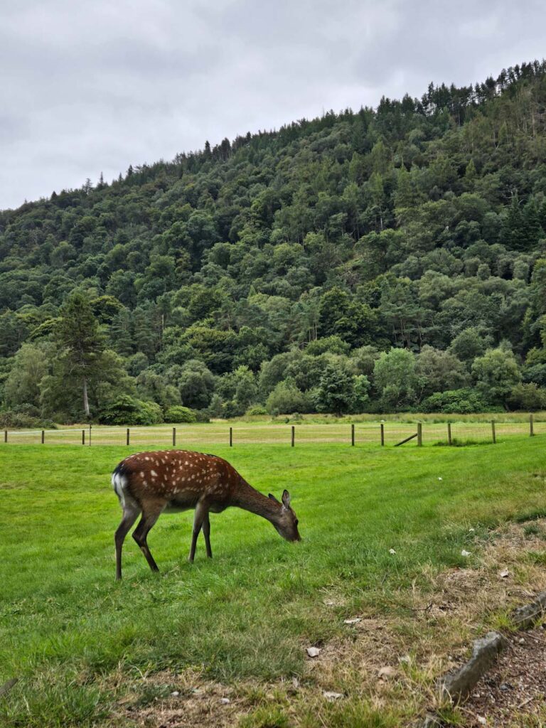 Ruta por Irlanda en coche