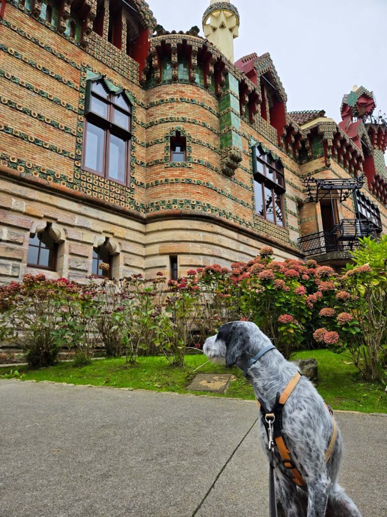 Comillas con perro