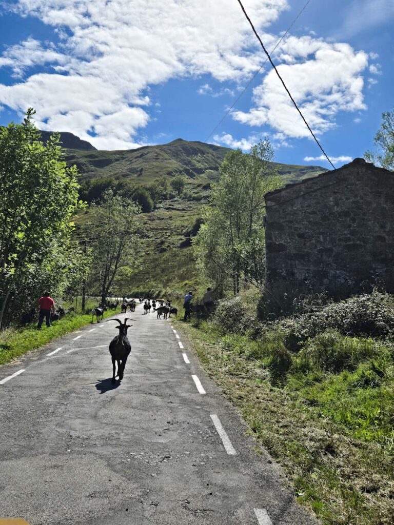 Que hacer en Cantabria con perro