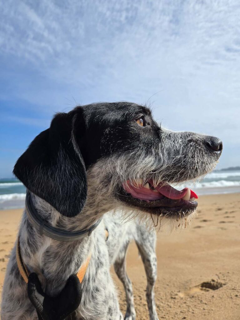 Playas en Cantabria con perro