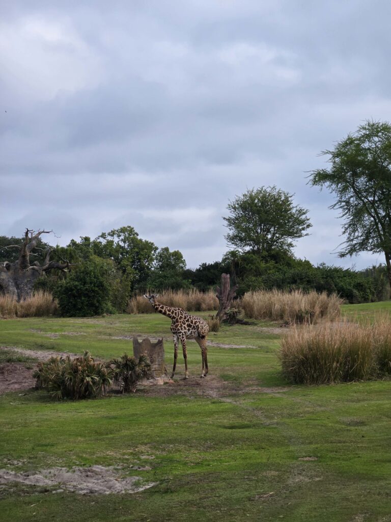 Florida en 10 días: Animal Kingdom