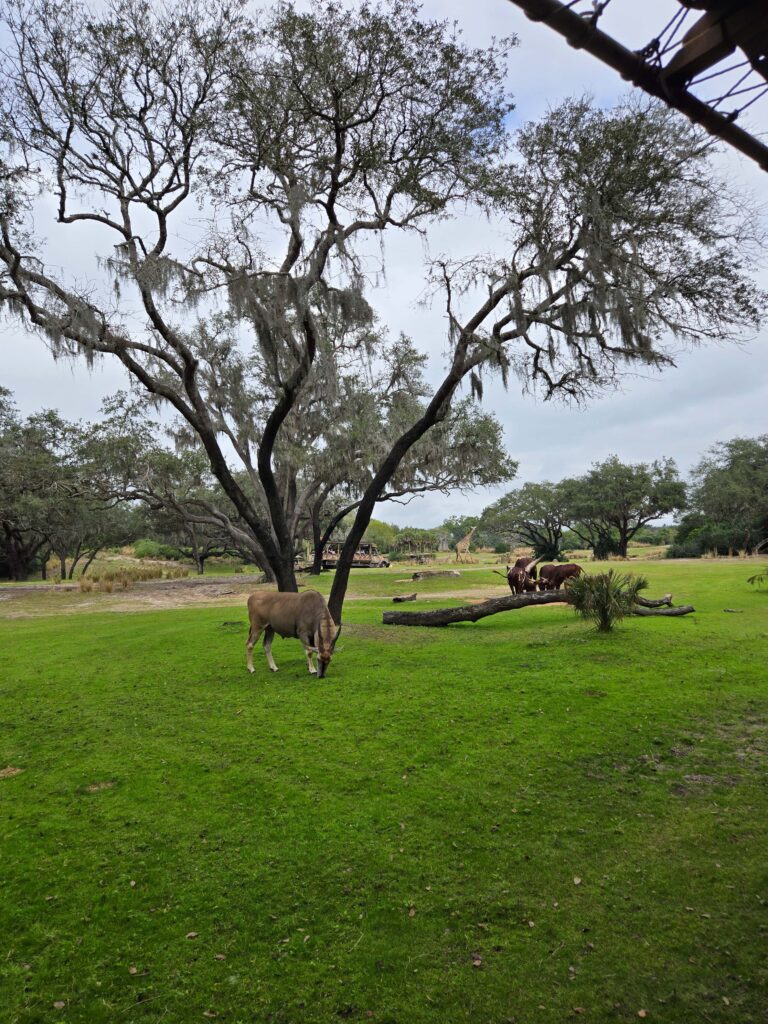 Kilimanjaro Safaris en Disney con animales en espacios abiertos