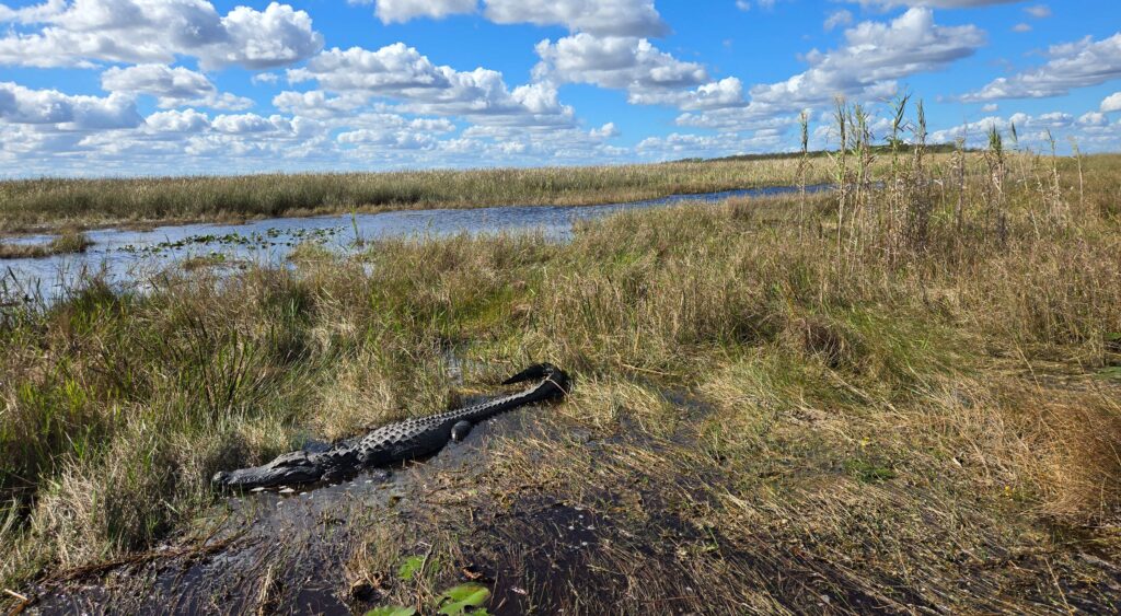 Florida en 10 días: Everglades